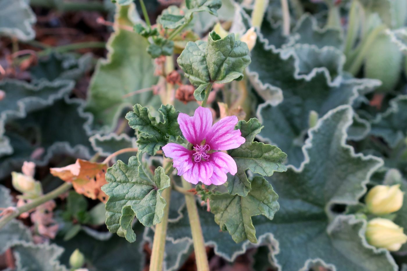 Image of Malva sylvestris specimen.