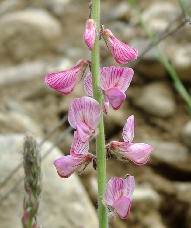 Изображение особи Onobrychis vaginalis.