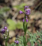 Polygala comosa. Верхушка цветущего растения. Пермский край, Кунгурский р-н, окр. с. Филипповка, гора Ледяная, опушка в берёзовой роще. 20.06.2021.