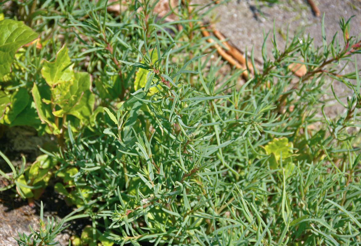 Изображение особи семейство Chenopodiaceae.