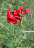 Ranunculus asiaticus