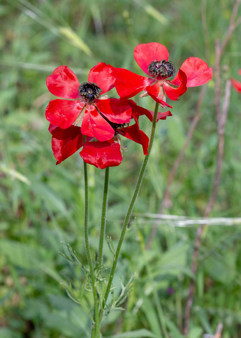 Изображение особи Ranunculus asiaticus.