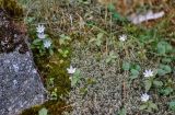 Trientalis europaea. Цветущие растения (рядом растут Viola biflora и Vaccinium vitis-idaea). Хабаровский край, р-н им. Полины Осипенко, хр. Дуссе-Алинь, берег оз. Тюленье, ≈ 1200 м н.у.м., поросший мхами каменистый склон. 19.07.2021.