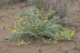 Astragalus flexus