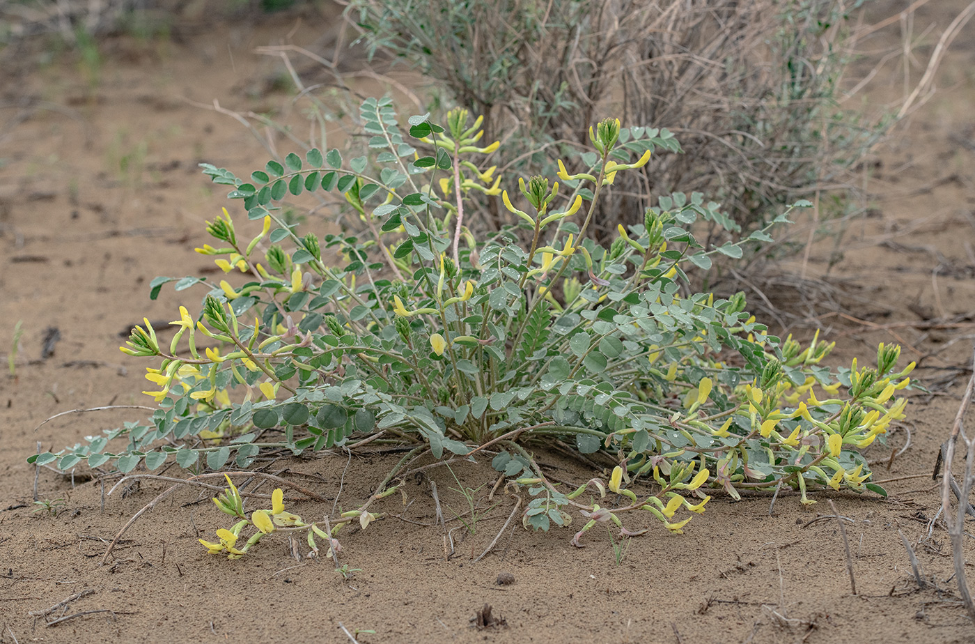 Изображение особи Astragalus flexus.