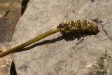 Potamogeton perfoliatus