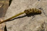 Potamogeton perfoliatus. Верхушка побега с соцветием (извлечено из воды). Марий Эл, г. Йошкар-Ола, берег р. Малая Кокшага. 23.06.2022.