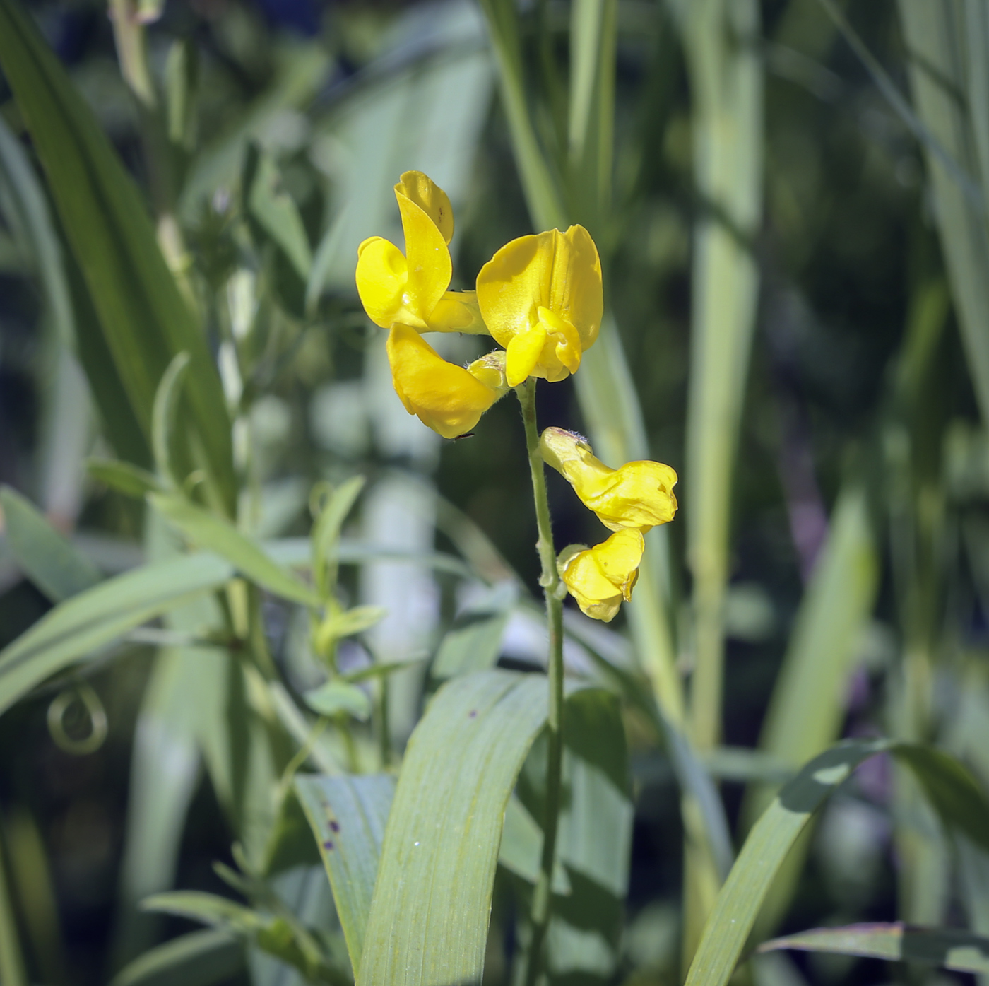 Изображение особи Lathyrus pratensis.