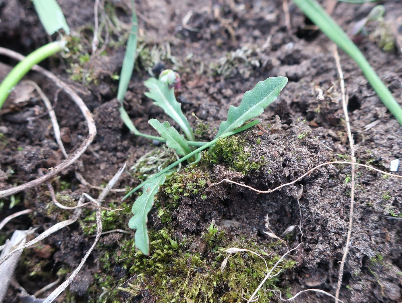 Image of Eruca sativa specimen.