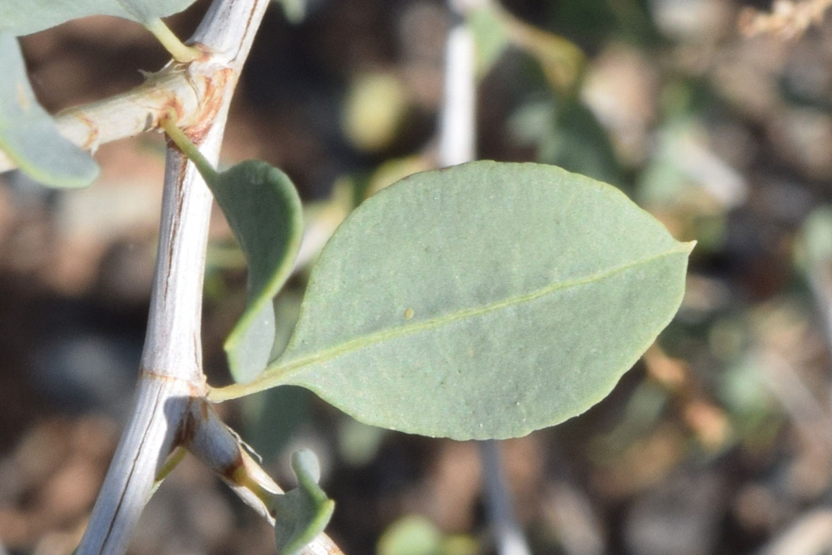 Изображение особи Atraphaxis pyrifolia.