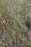 genus Carpobrotus