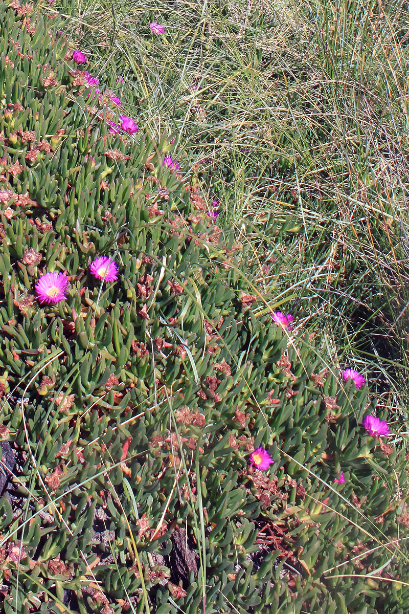 Изображение особи род Carpobrotus.