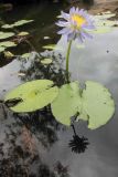 Nymphaea nouchali разновидность caerulea. Цветущее растение. Северная Австралия, национальный парк \"Nitmiluk\", водопады Edith. 17.12.2010.