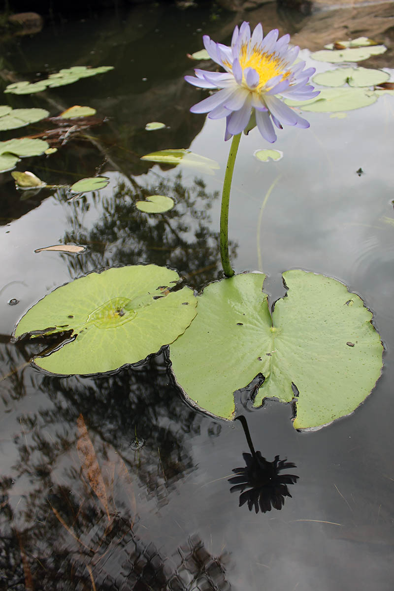 Изображение особи Nymphaea nouchali var. caerulea.