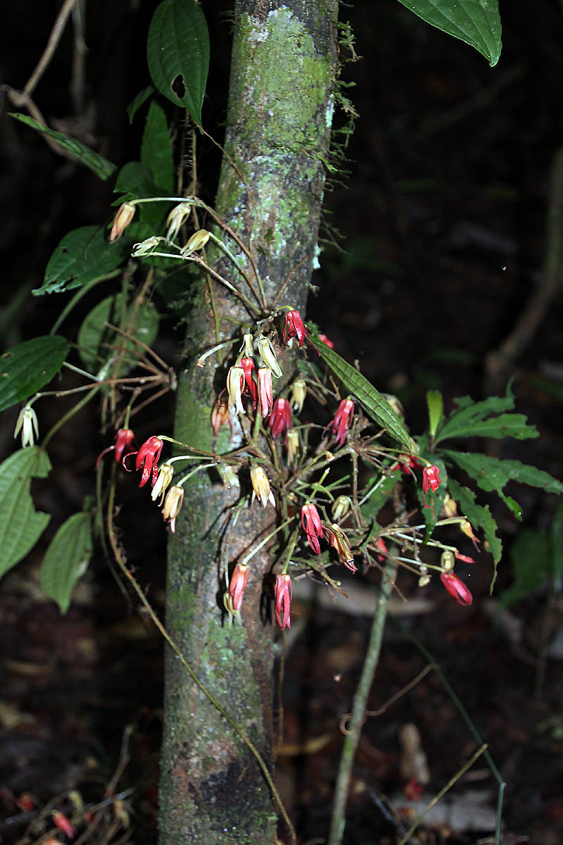 Image of familia Annonaceae specimen.