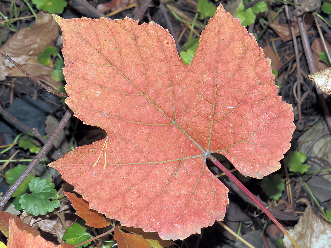 Изображение особи Vitis amurensis.