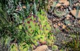 Sempervivum transcaucasicum