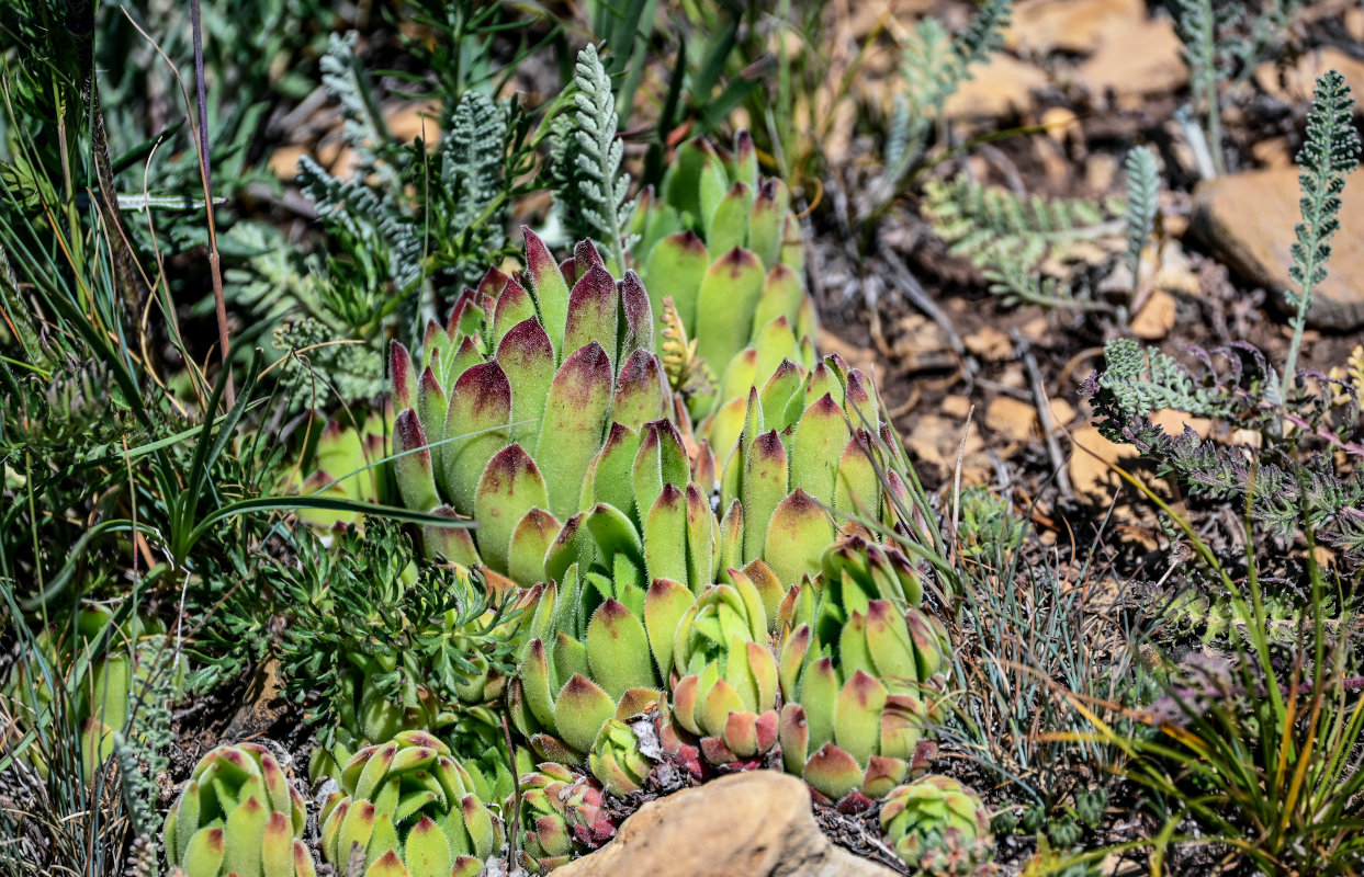 Image of Sempervivum transcaucasicum specimen.