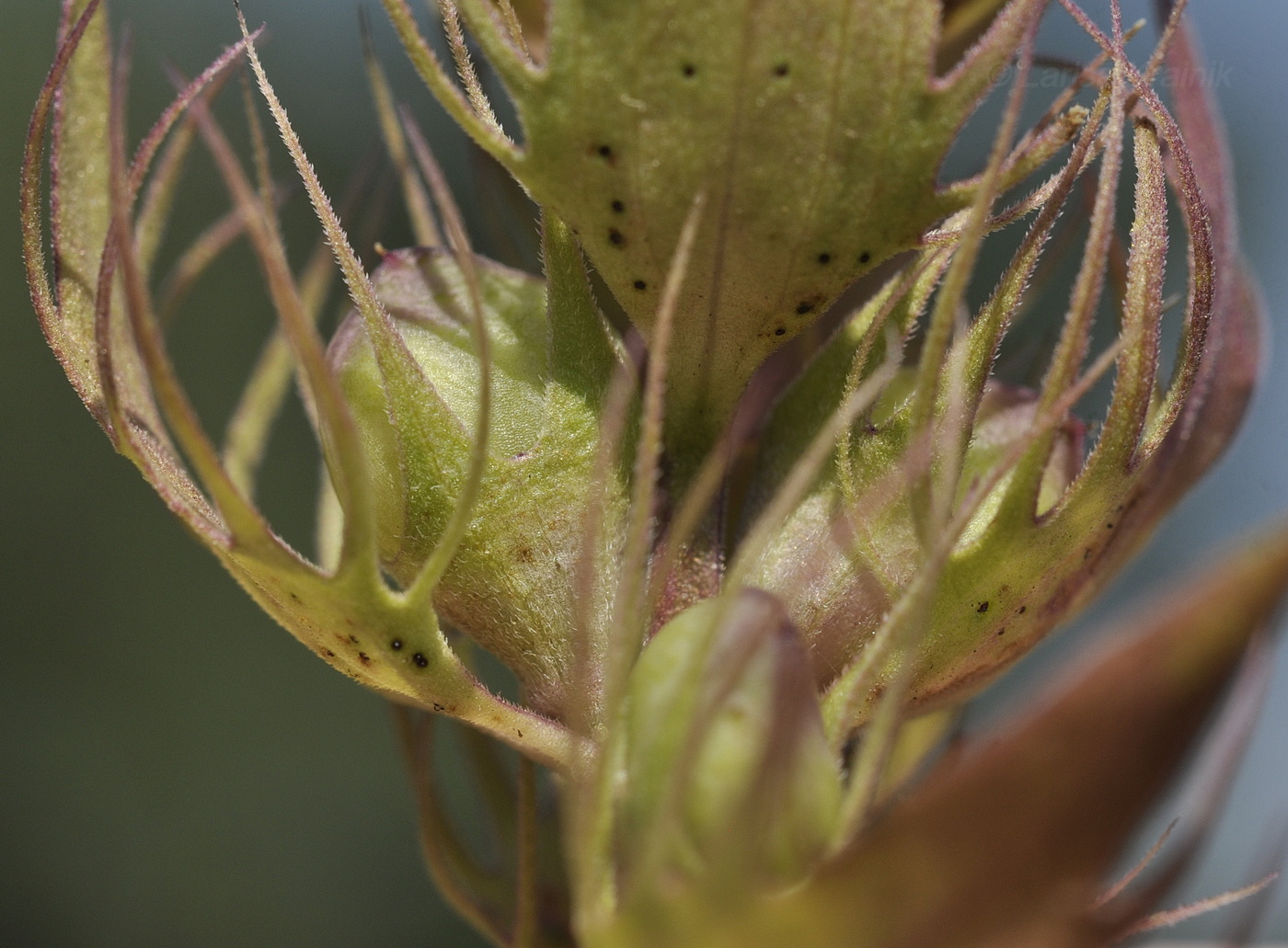 Изображение особи Melampyrum nemorosum.