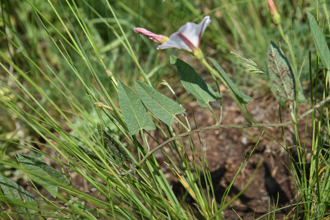 Изображение особи Convolvulus arvensis.