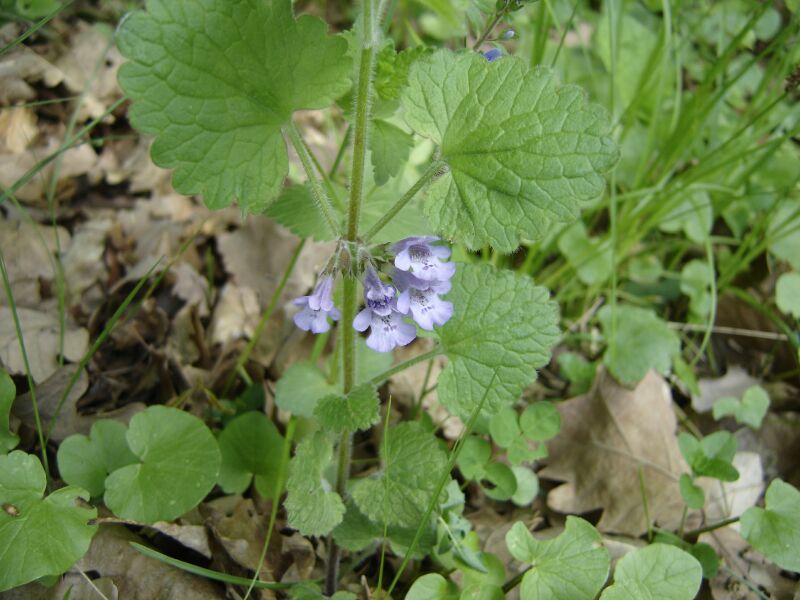 Изображение особи Glechoma hederacea.