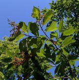 Ehretia acuminata. Верхушка ветви с соплодиями (вид снизу). Абхазия, г. Сухум, Сухумский ботанический сад. 25.09.2022.