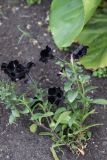 Petunia &times; atkinsiana