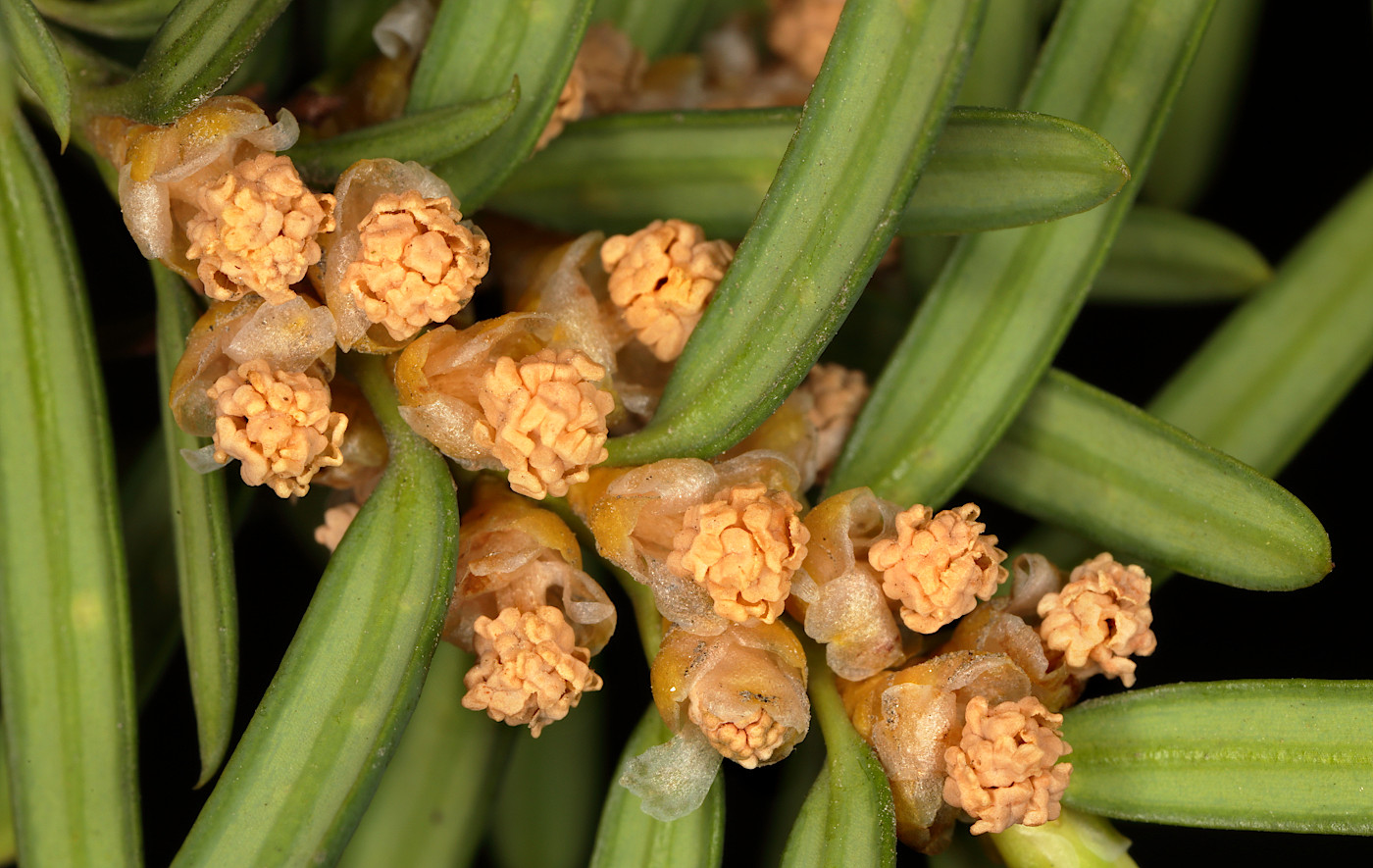 Image of Taxus × media specimen.