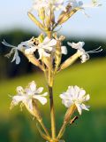 Silene viscosa. Часть соцветия с прилипшими насекомыми (в т.ч. клопом Syromastus rhombeus). ДНР, Донецк, балка Бирючья, правый склон, степь. 06.06.2020.