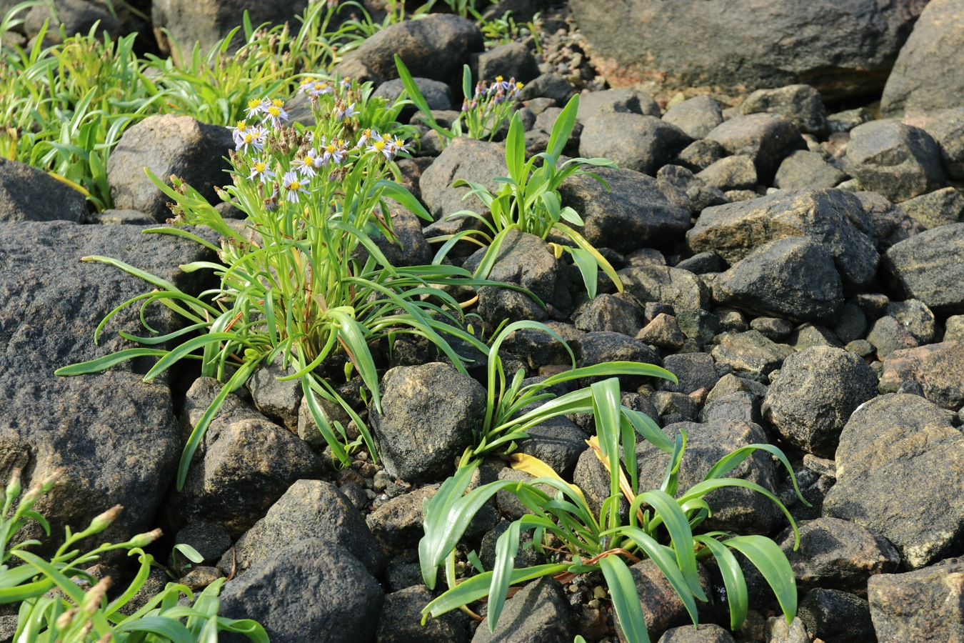 Изображение особи Tripolium pannonicum ssp. tripolium.