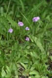 Primula longiscapa. Верхушки побегов с соцветиями. Казахстан, Алматинская обл., Чарынский нац. парк, пойма р. Чарын. 9 июня 2022 г.