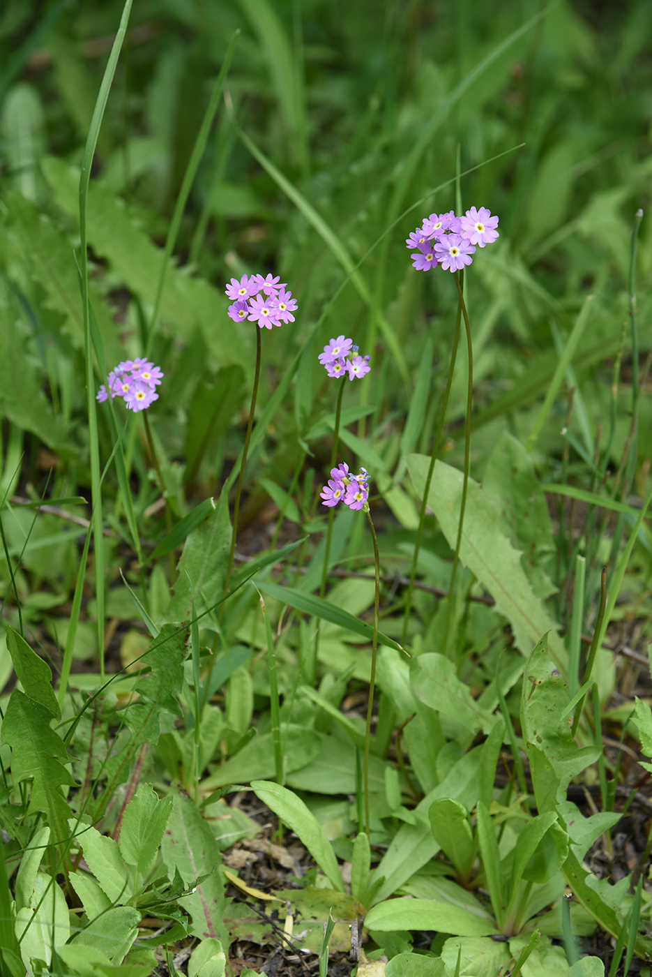 Изображение особи Primula longiscapa.