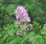 Spiraea salicifolia