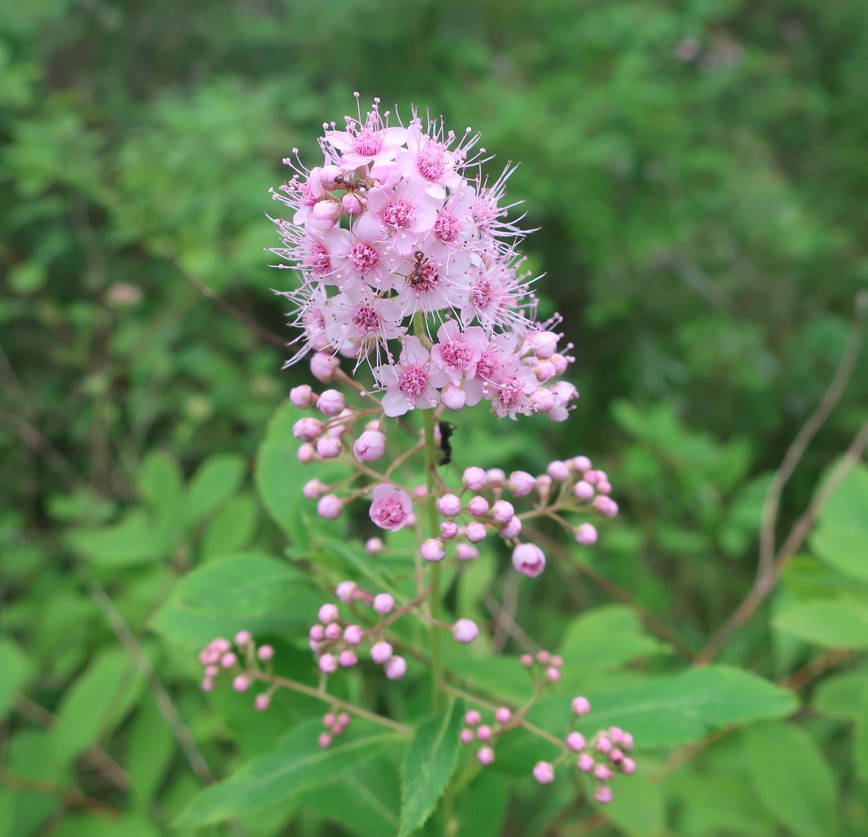 Image of Spiraea salicifolia specimen.