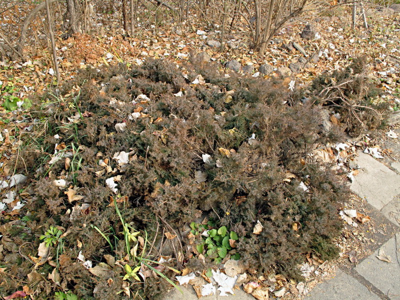 Image of Juniperus davurica specimen.