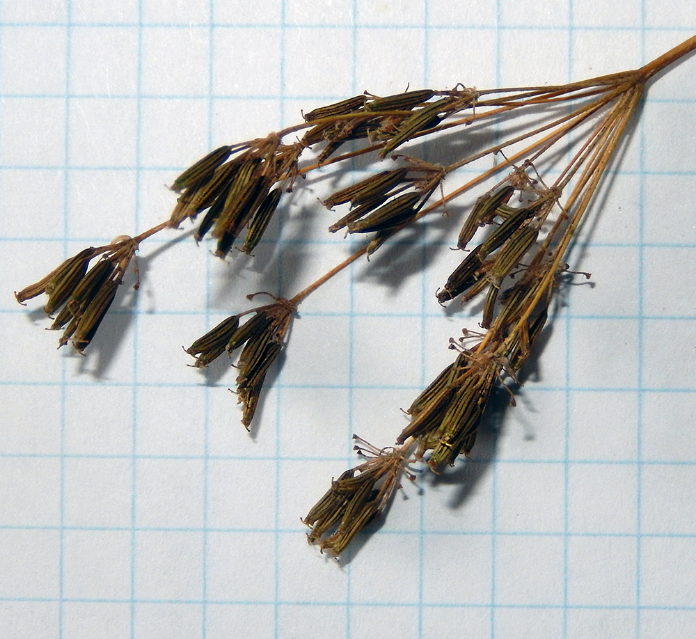 Image of Chaerophyllum bulbosum specimen.