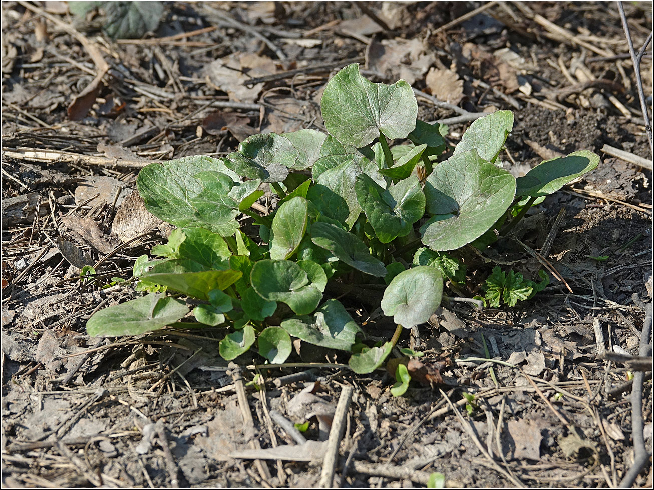 Image of Ficaria verna specimen.