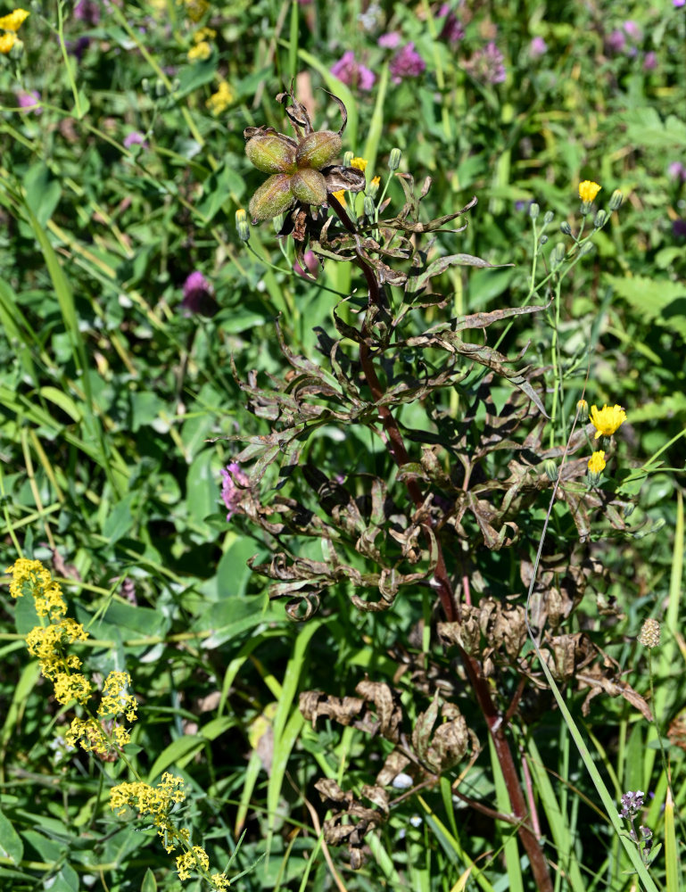 Image of genus Paeonia specimen.