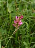 Onobrychis biebersteinii