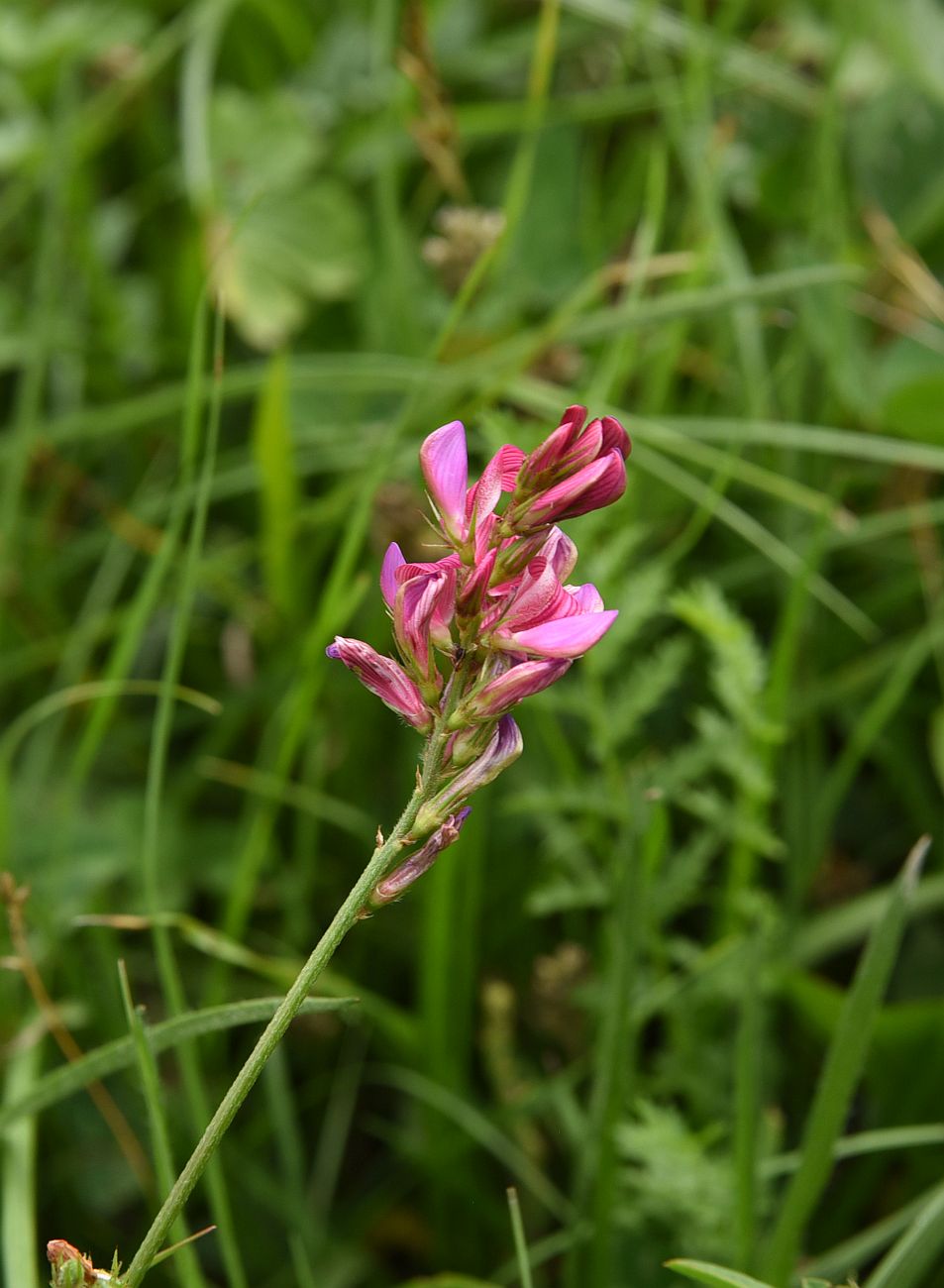 Изображение особи Onobrychis biebersteinii.