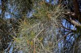 Casuarina equisetifolia. Верхушка ветви с мужскими соцветиями. Египет, мухафаза Александрия, г. Александрия, в культуре. 02.05.2023.