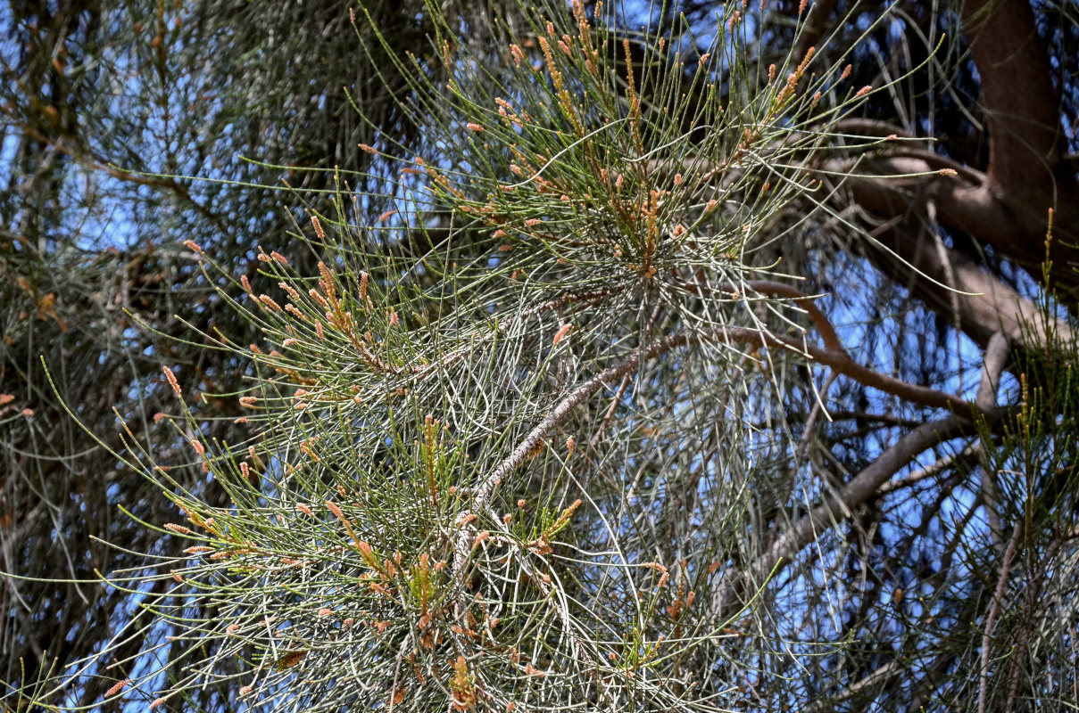 Image of Casuarina equisetifolia specimen.