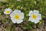 Cistus salviifolius