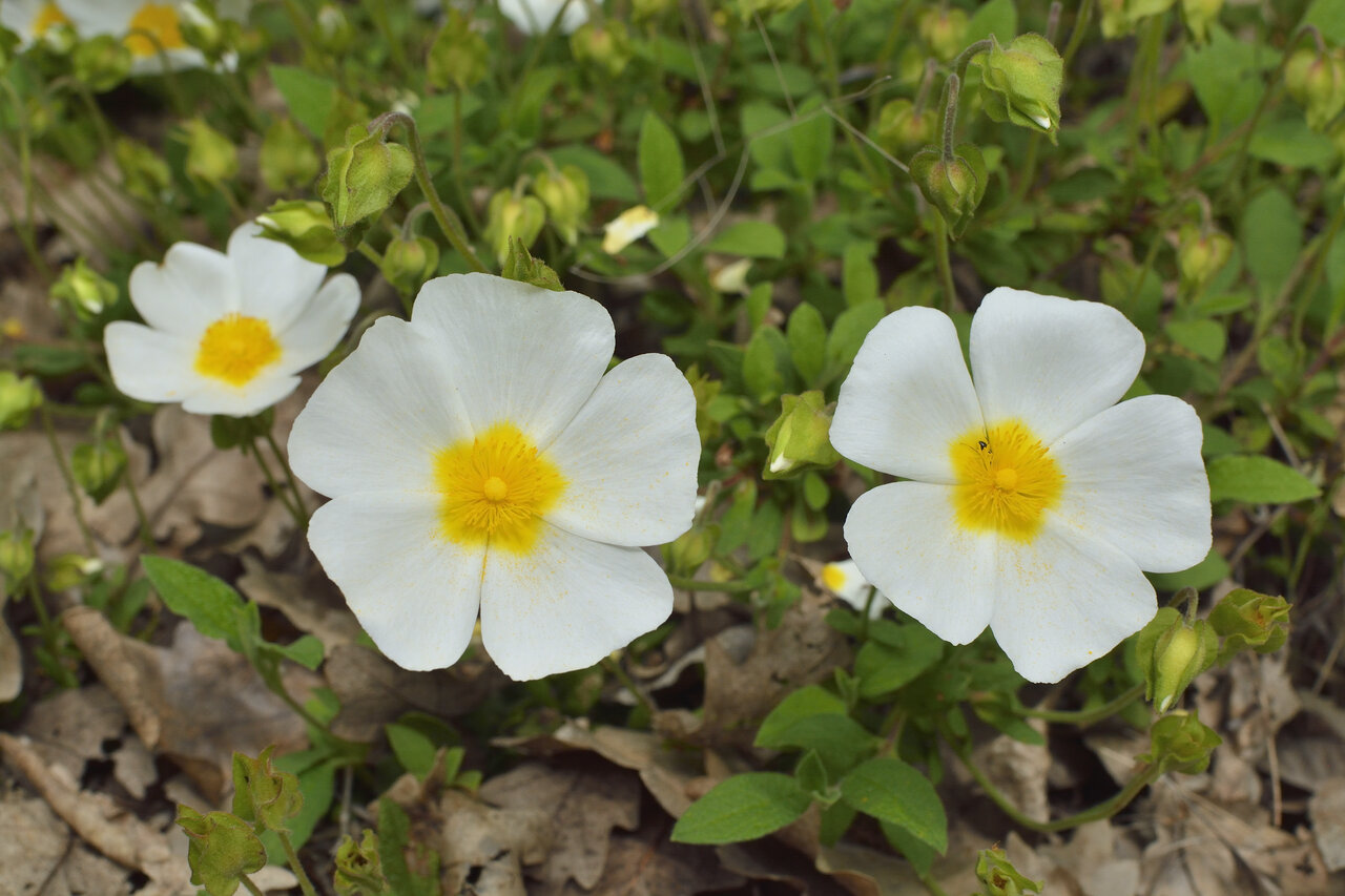 Image of Cistus salviifolius specimen.