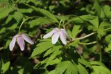 Anemone nemorosa. Отцветающие цветки и лист. Санкт-Петербург, Дудергофские высоты, широколиственный лес. 12.05.2023.