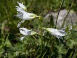 Campanula collina. Соцветие (белоцветковая форма). Карачаево-Черкесия, Карачаевский р-н, долина р. Кичкинекол, выс. ≈ 2200 м н.у.м. 16.07.2022.