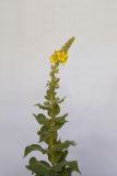 Verbascum phlomoides. Цветущее растение. Республика Молдова, пригород Кишинёва. 16 июня 2010 г.