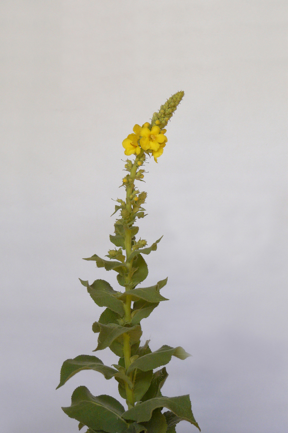 Изображение особи Verbascum phlomoides.