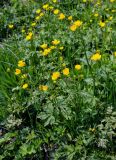 Ranunculus grandifolius