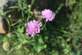 Scabiosa owerinii